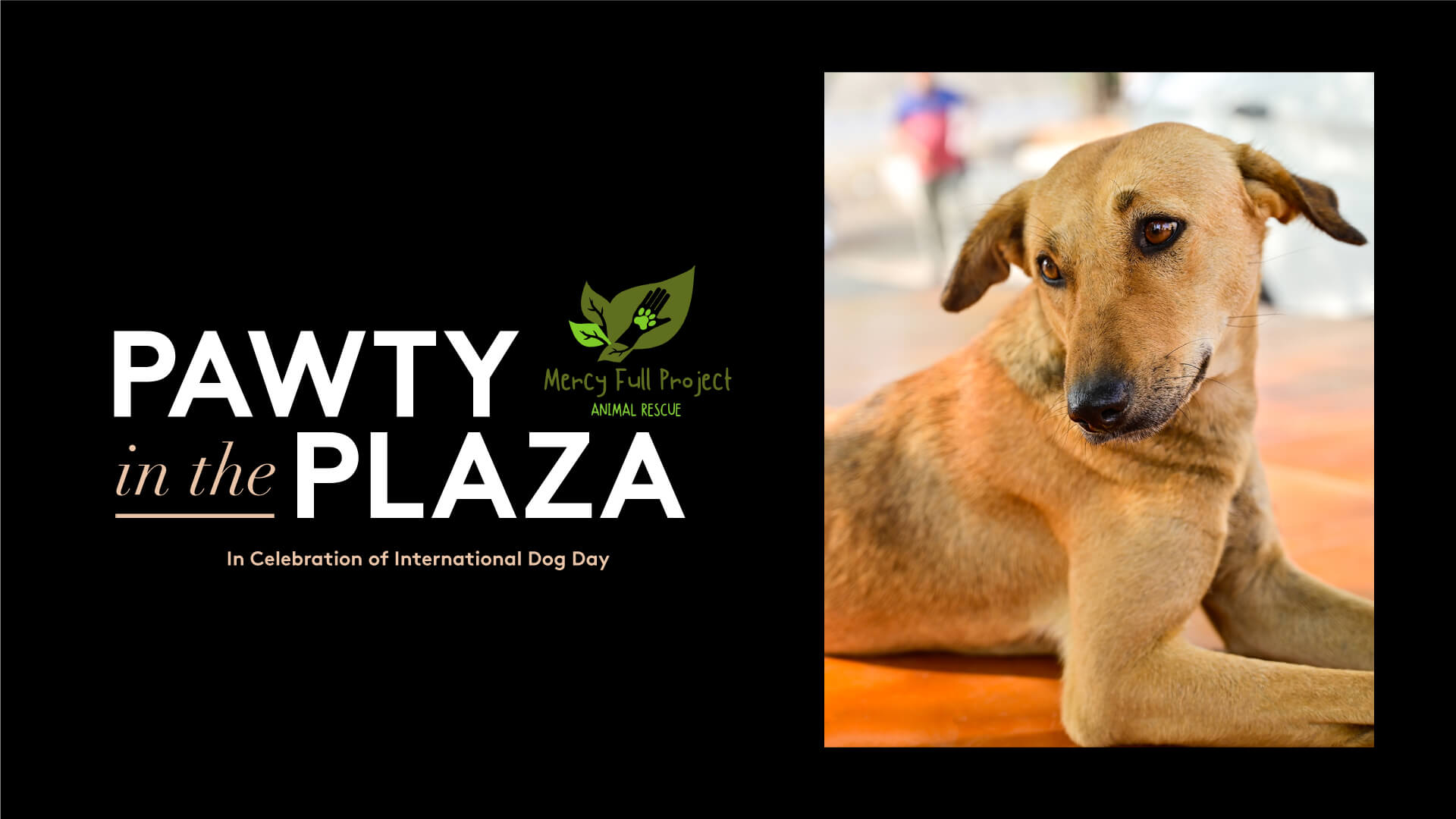 A graphical marketing flyer for Pawty in the Plaza pet adoption event in Water Street Tampa